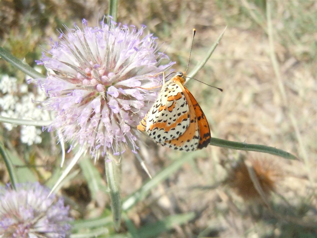 Melitaea didyma? - Si